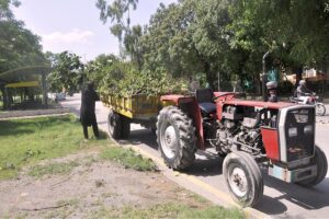 A man picks up fallen trees from last night's rain, loading them into a tractor trolley