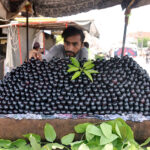 A vendor displaying and selling fresh seasonal fruit Plum at MDA Chowk