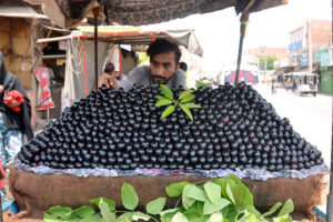 A vendor displaying and selling fresh seasonal fruit Plum at MDA Chowk