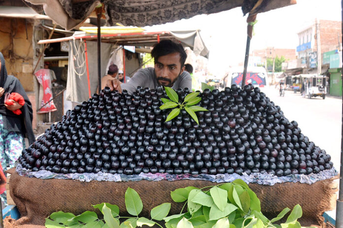 A vendor displaying and selling fresh seasonal fruit Plum at MDA Chowk