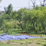 Caterers spread tents under the sunlight on a roadside green belt to dry after last night's rain