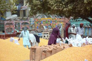 Labourers packing freshly harvested maize into sacks for transport to factories and market in the city.