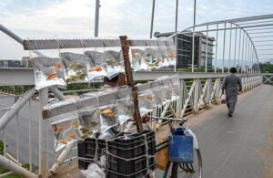 A street vendor pedals down Kashmir Highway in the Federal Capital, carrying Aquarium Fish on his bicycle for sale on a hot summer day