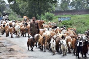Shepherds guiding a herd of goats toward the field for grazing.