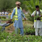 CDA Gardeners unloading mini plants from truck at roadside greenbelt neat Zero Point in the Federal Capital