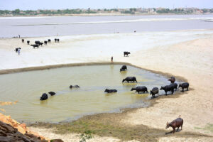 Buffaloes bathing peacefully in a serene pond near the Indus Rive.
