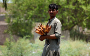 Vendors displaying and selling roasted corn cobs to attract customers.