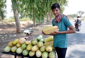 A vendor arranging and displaying seasonal fruits melon on his handcart to attract the customers.