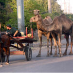 A gypsy woman rides her horse cart along with their camels, heading to the city to sell milk