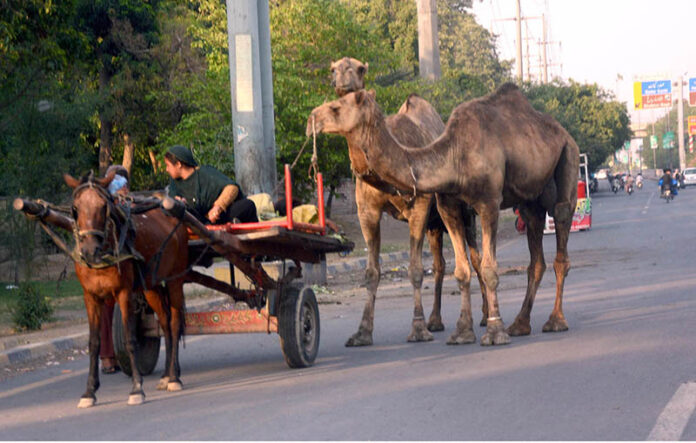 A gypsy woman rides her horse cart along with their camels, heading to the city to sell milk
