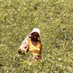 A woman farmer is busy plucking vegetables at his farm field