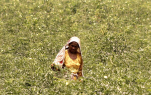 A woman farmer is busy plucking vegetables at his farm field