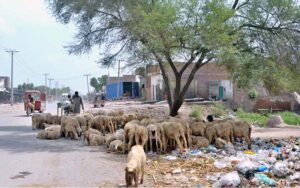 A herd of sheep resting under the shadow of a tree while a shepherd standing along Usman-e-Ghani Road during hot weather in the city