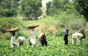 A farmer family harvesting fresh vegetables in their farm field on outskirts area in the city –