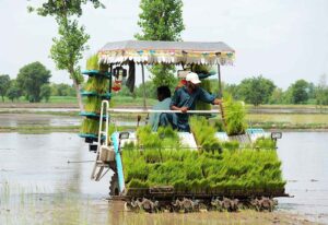 A Farmer utilizing modern agricultural machinery for planting rice seedlings in their fields on outskirts area in the city–