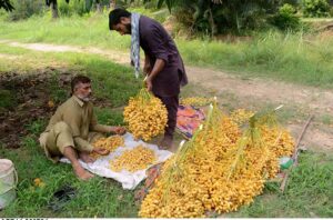 Labourers busy in plucking dates at his Farm.