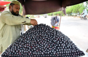 A vendor displaying seasonal fruit Malabar plum (Jamun )to attract the customers at Latifabad.