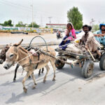A nomad family travels on their donkey cart, heading towards a new destination for their stay in the city