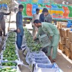 Labourers are busy packing seasonal fruit mangoes in the wooden box to deliver in market