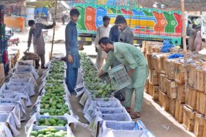 Labourers are busy packing seasonal fruit mangoes in the wooden box to deliver in market