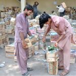 Labourers are packing seasonal fruit mangoes in wooden boxes