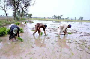 Farmers cultivate rice crops by hands in the fields on the outskirts area Moza Boori .