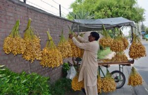 A street vendor expertly arranges bunches of raw dates on his handy cart and a street wall, creating an enticing display to attract passing customers in the city.