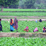 Farmers women engaged in their daily routine amidst lush fields in the outskirts area in the city