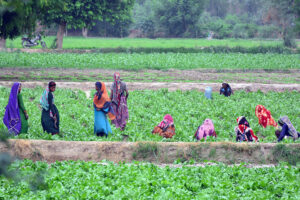 Farmers women engaged in their daily routine amidst lush fields in the outskirts area in the city