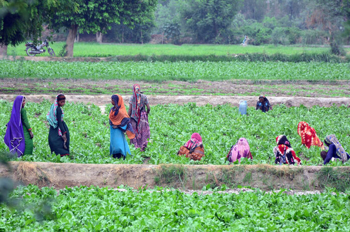 Farmers women engaged in their daily routine amidst lush fields in the outskirts area in the city