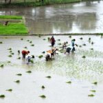 The farmers are busy planting the seedlings of rice crop in their field near the Bypass Road