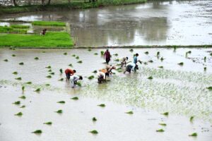 The farmers are busy planting the seedlings of rice crop in their field near the Bypass Road