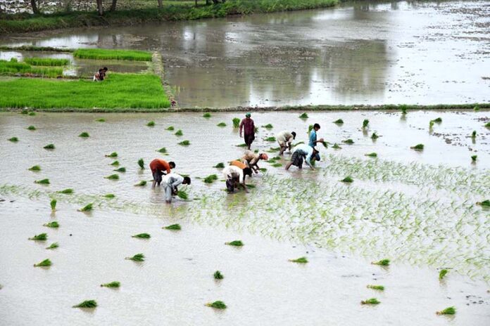 The farmers are busy planting the seedlings of rice crop in their field near the Bypass Road