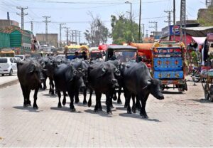A herd of buffaloes is roaming freely at New Bus Stand Road, disrupting traffic flow. Immediate attention from the authorities is required to address this issue.