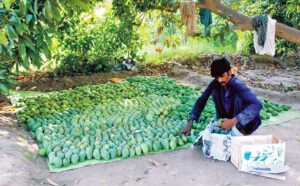 Laborers are busy packing mangoes in wooden boxes at the Mango Garden in the suburb of the city to transport them to the fruit market.