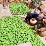 Labourers busy in packing the mangoes in the clay made pots at fruits market