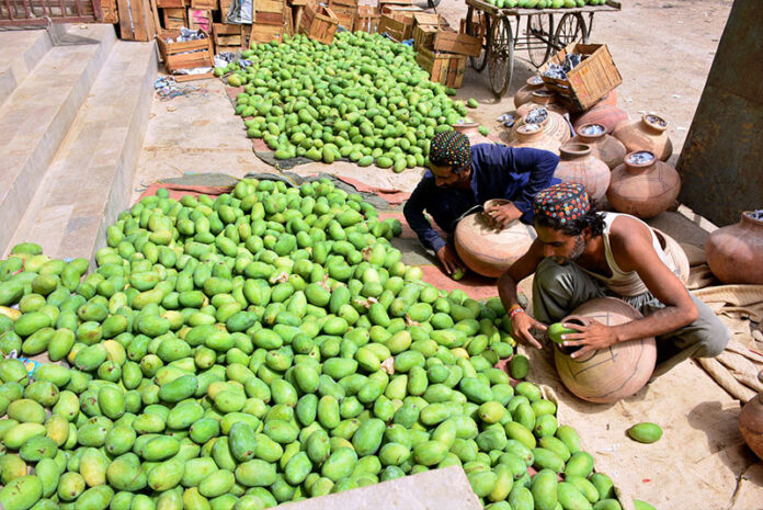 Labourers busy in packing the mangoes in the clay made pots at fruits market
