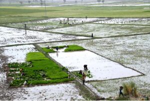 The farmers are busy planting the seedlings of rice crop in their field near the Bypass Road