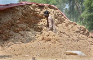 A laborer is busy collecting and packing chaff (wheat husk) to supply the local market in the city.
