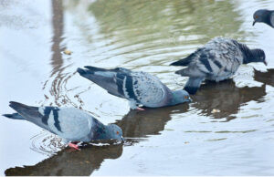 Pigeons drinking water accumulated on the road during hot and humid weather in the city.