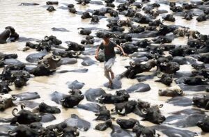 A youngster walking on the heard of buffaloes bathing in Rice Canal.