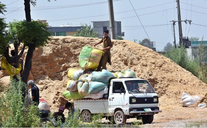 Labourers busy in loading bags of husk on Suzuki Pickup to deliver in the area at Lehtrar Road