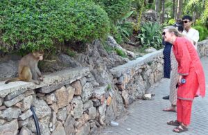 A foreigner woman keenly looking a monkey sitting under a plant as people visit famous picnic point Daman-e-Koh to spend their holiday