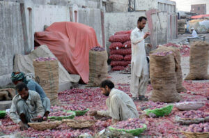 Focused on quality: Laborers sort and pack high-quality onions to deliver in market at the provincial capital’s vegetable market.