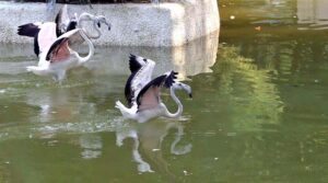 Flamingo birds enjoy bathing in a water pond at Lake View Bird’s Aviary.