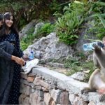 A foreigner woman keenly looking a monkey sitting under a plant as people visit famous picnic point Daman-e-Koh to spend their holiday