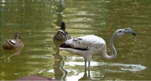 Flamingo birds enjoy bathing in a water pond at Lake View Bird’s Aviary.