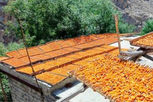 A view of Apricot spread on wooden tray for dry purpose as a stock for winter and selling in markets.