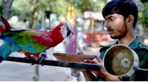 Flamingo birds enjoy bathing in a water pond at Lake View Bird’s Aviary.