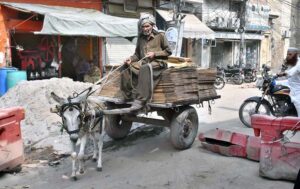 An elderly donkey cart holder on his way transporting goods at other place.